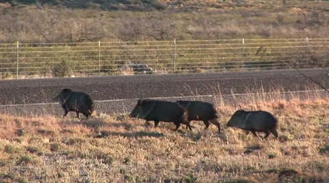 Pack of boars run across road Vidéo 8652639