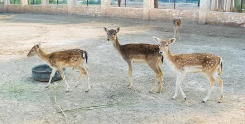 Pack of brown deer with white spots in a local park Stock Photos