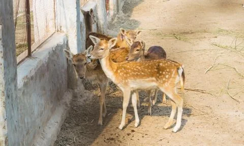 Pack of brown deer with white spots in a local park Stock Photos