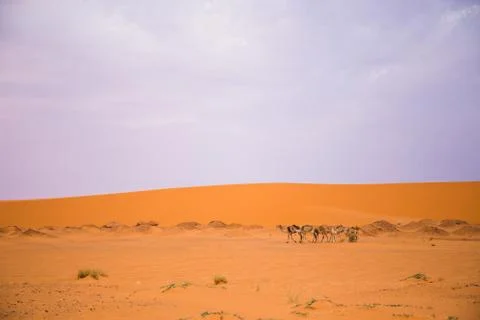 Pack of camels in sandy desert Stock Photos