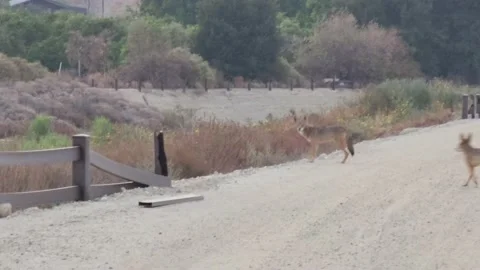 Pack of coyotes run down a hill and disappear Stock Footage 220234674