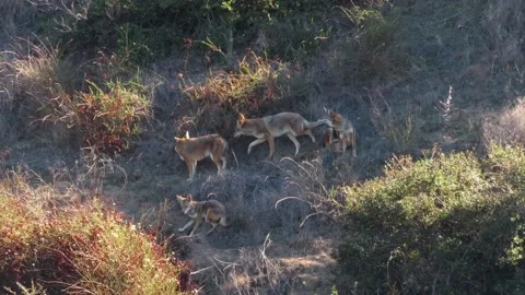 Pack of Coyotes at Sunset Video stock 274326309