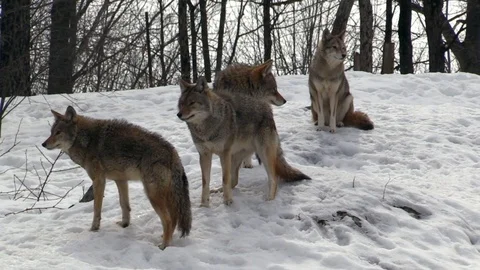 A pack of coyotes in a winter forest Stock Footage 105860123