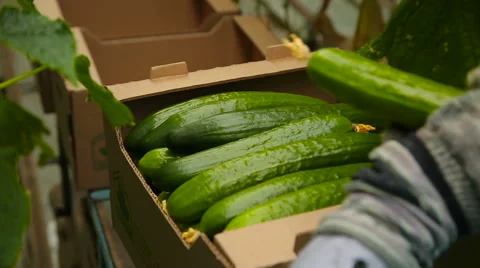 Pack the cucumbers in box Stock Footage 62641130