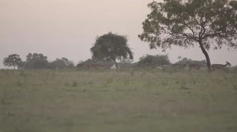 Pack of deer Stock Footage 67368450