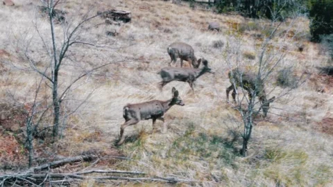 Pack of deer Stock Footage 167244031