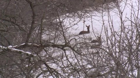 Pack of deer lies behind trees in the snow Stock Footage 293055464