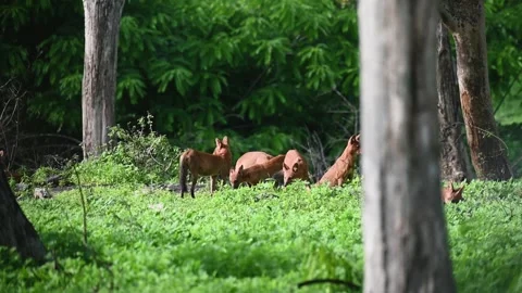 Pack of dholes in the midst of the lush grass of Bandipur national park Stock Footage 279070670
