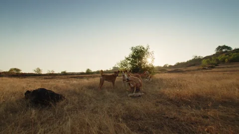 Pack Of Dogs Approaching At Sunset Across Dry Grassland, Curious And Alert Stock-Footage 327800270