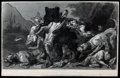 A pack of dogs attacking a bear. Etching by F. C. Lewis after F. Snyders. Stock Illustration