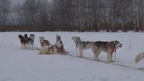 Pack of Dogs Barking and Howling Stock Footage