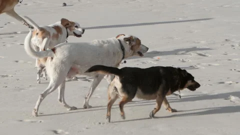 Pack dogs on beach Stock-Footage 136241543