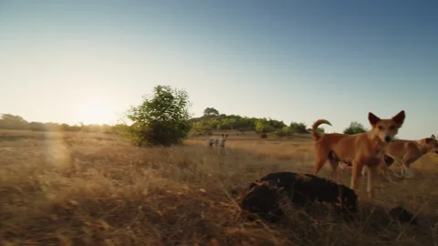 Pack Of Dogs Galloping Through Open Field. Set Of Canines Racing Across Sunlit Stock Footage 327800595