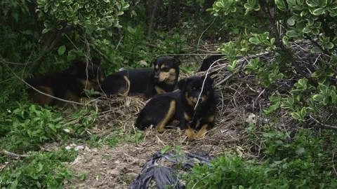 Pack of Dogs lies down close to each other Stock-Footage 333194545