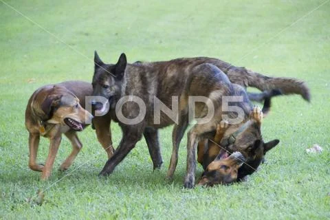 Pack of dogs playing outdoors Stock Photos