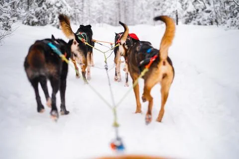 Pack of Dogs Pulling the Dog Sled Through the Snow Stock Photos