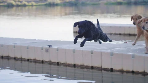 Pack of Dogs Running on Dock as Black Lab Jumps into Water for Ball Stock Footage 316096385