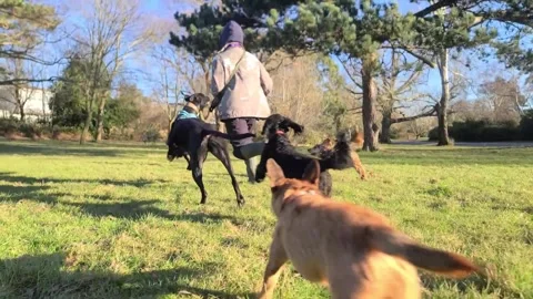 Pack of dogs running with their dog handler Stock Footage 265802457