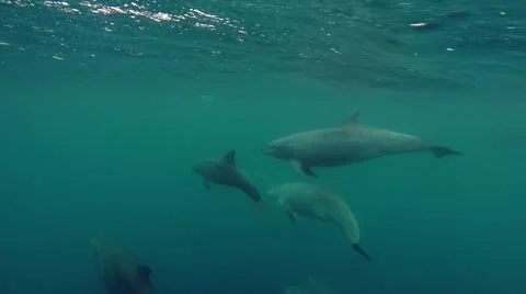 Pack of Dolphins in a pod playing Stock Footage 56848112