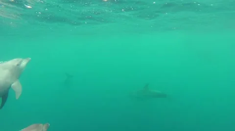 Pack of Dolphins in a pod playing Видео 56848310