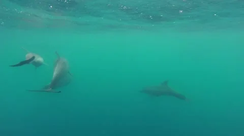 Pack of Dolphins in a pod playing Video stock 56848417