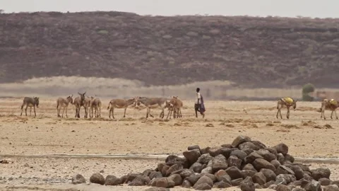 Pack of donkeys with a young herder 動画素材 293304375