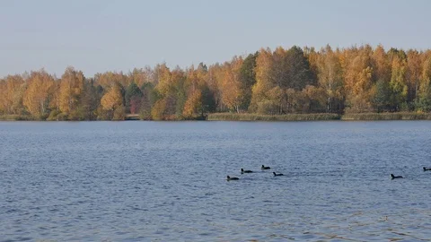 Pack of ducks of dives. Video stock 117100043