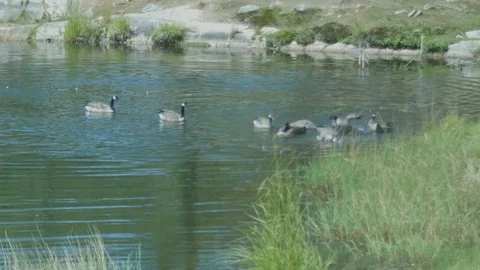 Pack of Ducks Swimming and Shaking in Lake Stock Footage 79222264