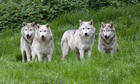 Pack of European Grey Wolves Stock Photos
