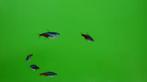 Pack of fishes. Video stock 116879648