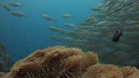 Pack of fishes Stock Footage 135620452