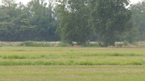 Pack of five tractor and farmer working in a field Stock-Footage 112751896