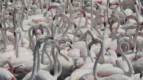Pack of Flamingos Stock Footage 260520258