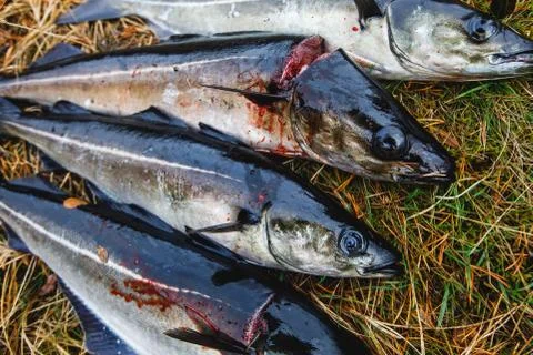 Pack of freshly caught cod fish lying on the ground in Norway, fishing in Nor 库存照片