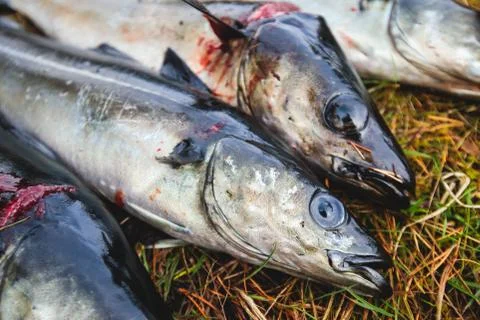 Pack of freshly caught cod fish lying on the ground in Norway, fishing in Nor Stock Photos