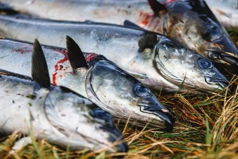 Pack of freshly caught cod fish lying on the ground in Norway, fishing in Nor Stock Photos