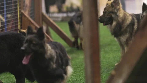 Pack of german shepherds playing together in a kennel Stock Footage 329036661