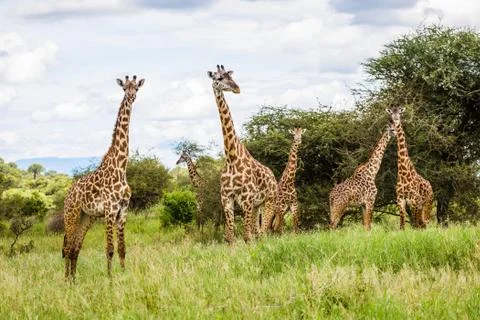 Pack of giraffes in the wild Stock Photos