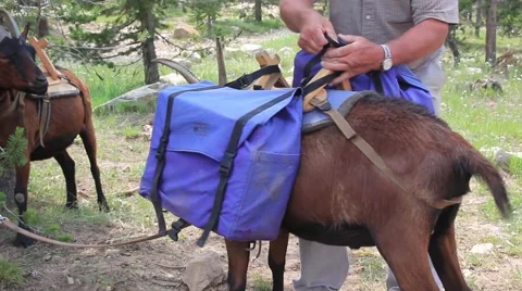 Pack goat getting loaded up with supplies. Stock Footage 40491340