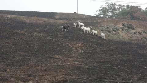 A Pack of GOATS Running Along a MOUNTAINSIDE After a Large WILDFIRE, (HD 24p) Stock Footage 272171664