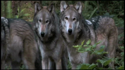 Pack of Gray Wolves 2bb Stock Footage