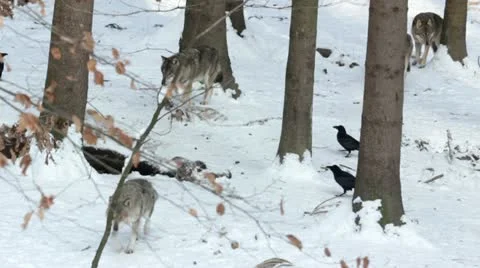 Pack of gray wolves (Canis lupus) in a snowy forest , in winter. 動画素材 22178438
