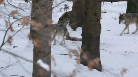 Pack of gray wolves (Canis lupus) in a snowy forest , in winter. 動画素材 22211061