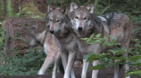 Pack of Gray Wolves in the forest Stock Footage 54471991