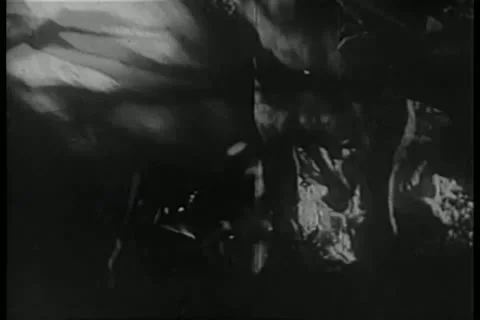 Pack of Great Danes running through the woods Stock Footage 11353200