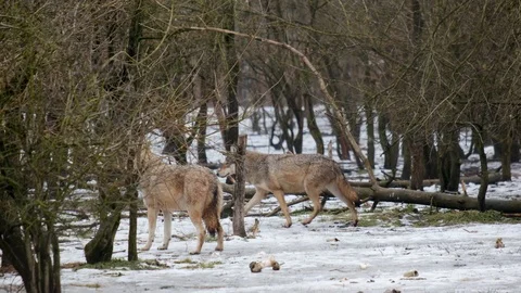 Pack of grey wolves walking away Stock Footage 102323222