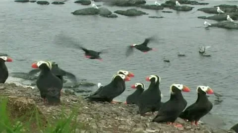 Pack hatchet Stock-Footage 9026945