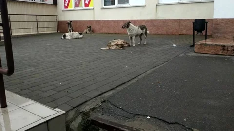 Pack of homeless dogs Video stock 152680927