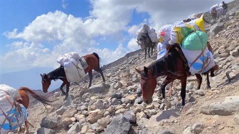 Pack horses descending in wide view on rocky Mount Ararat slopes Stock Footage 343805040