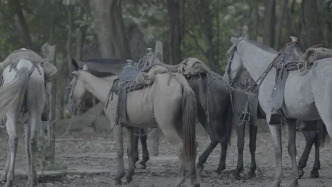 Pack Horses Stock Footage 234121840